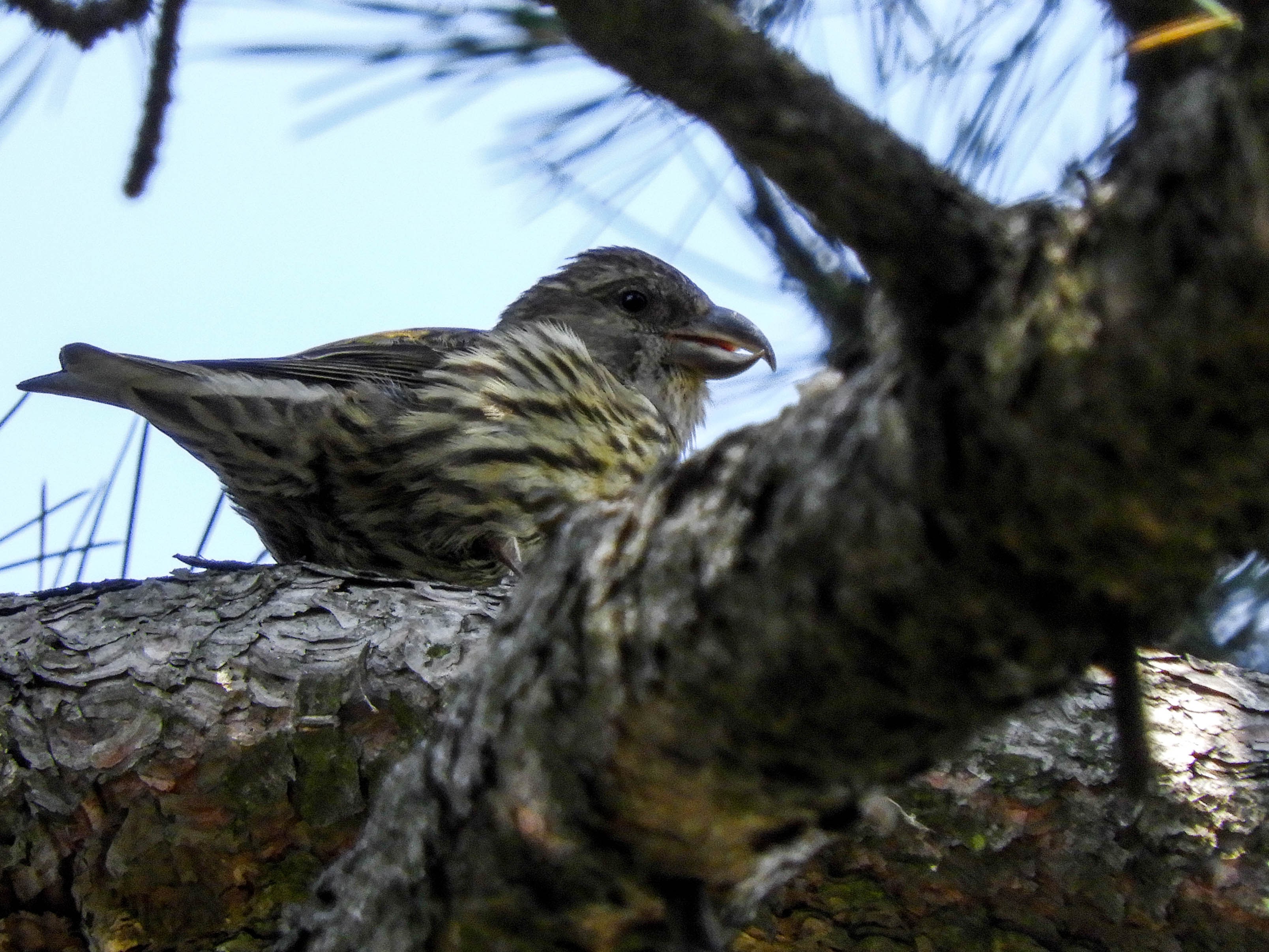 Red Crossbill