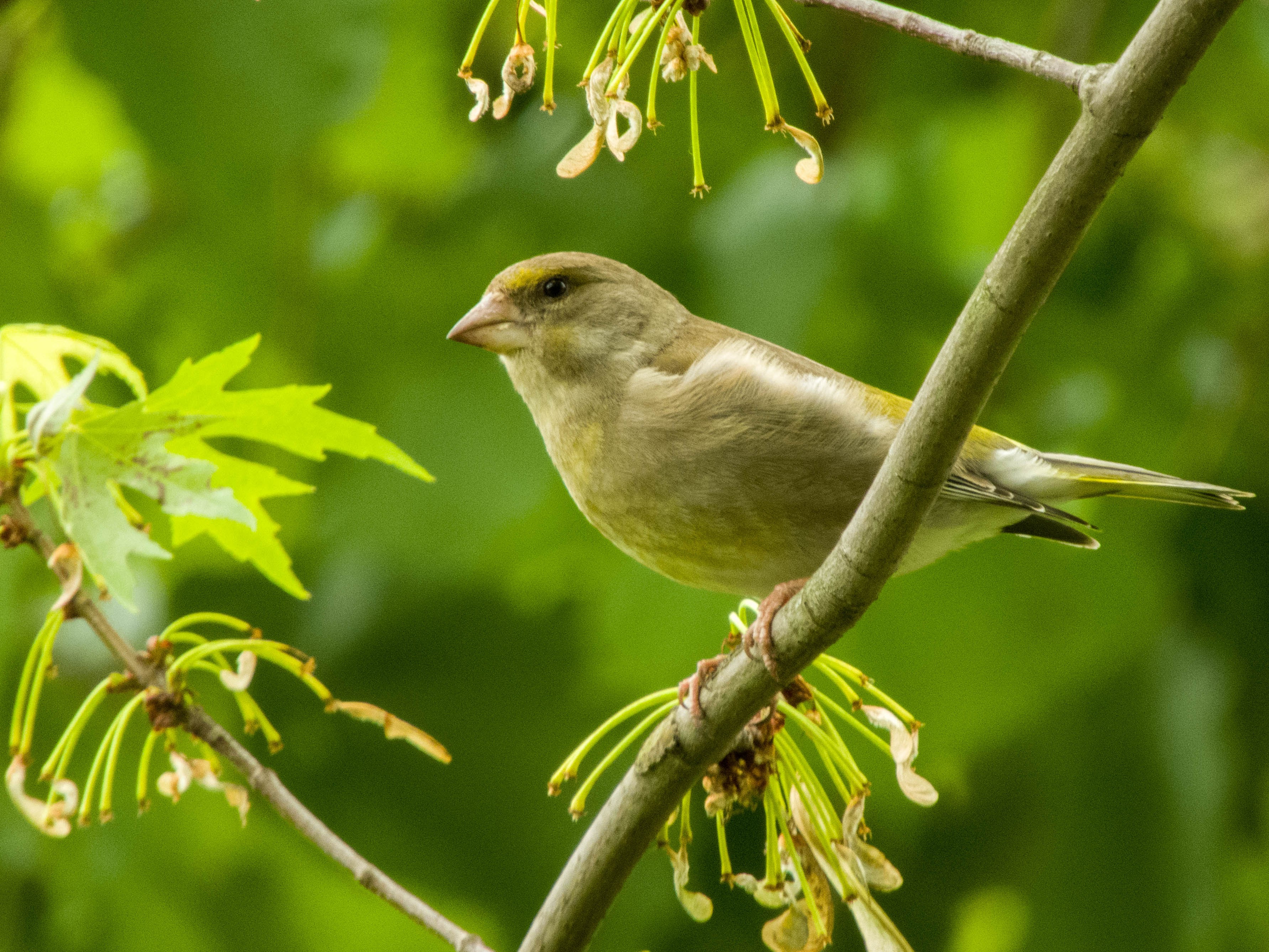 European Greenfinch
