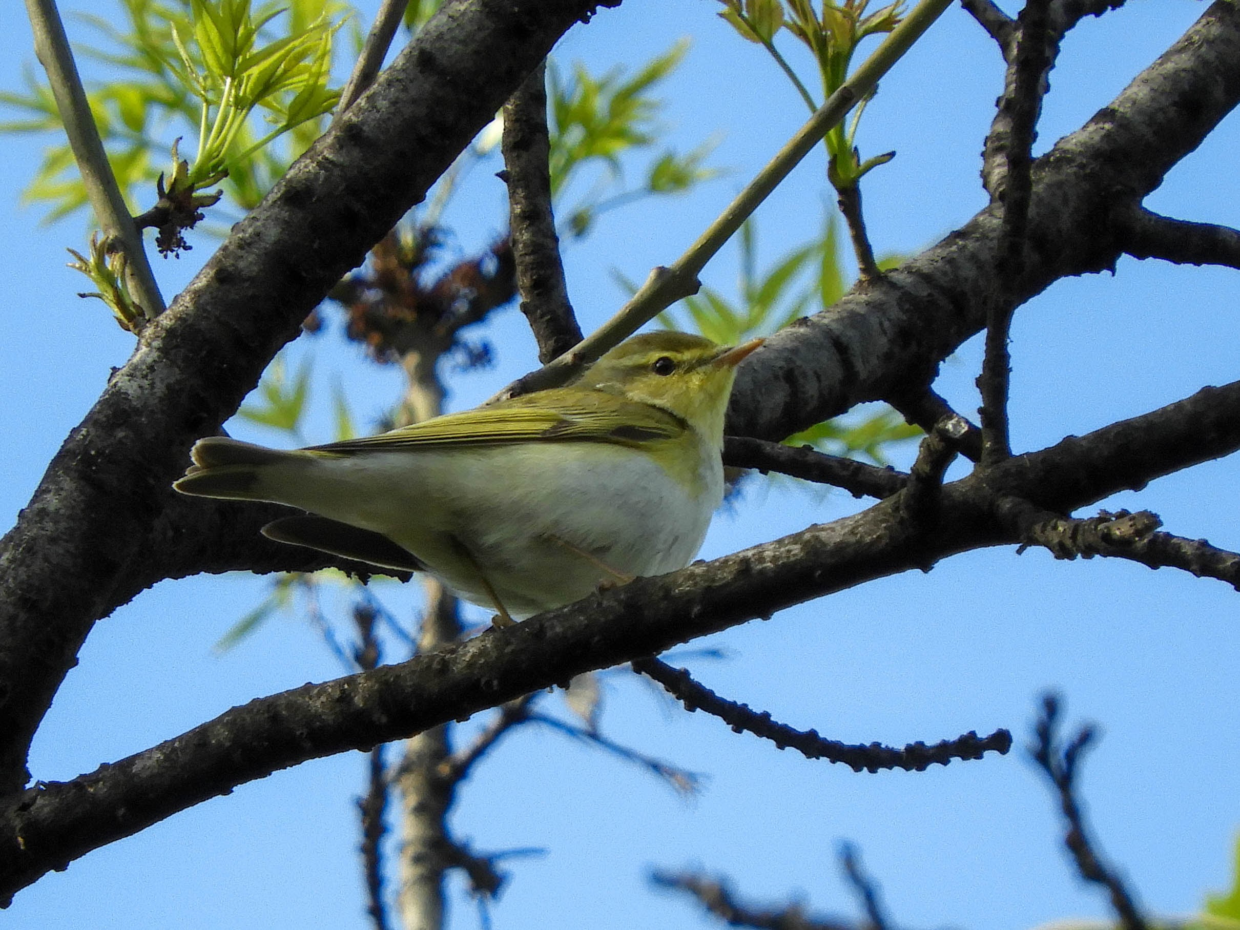 Common Chiffchaff