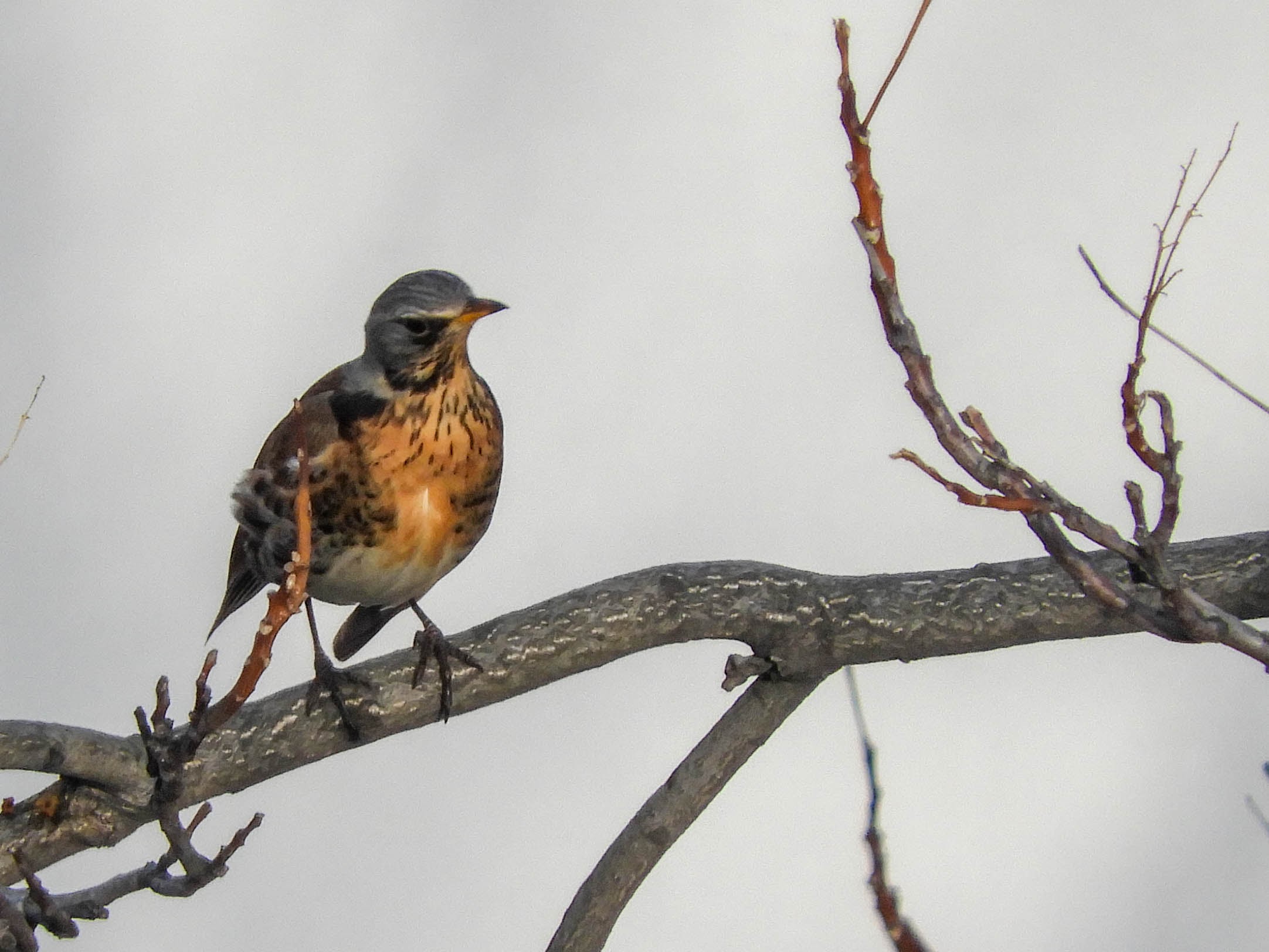 Fieldfare